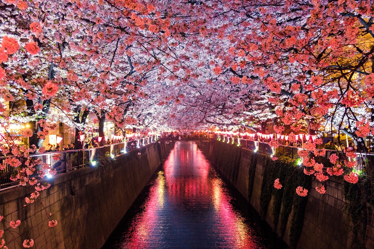 古都の朝光ルート
